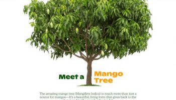 mango-org-min